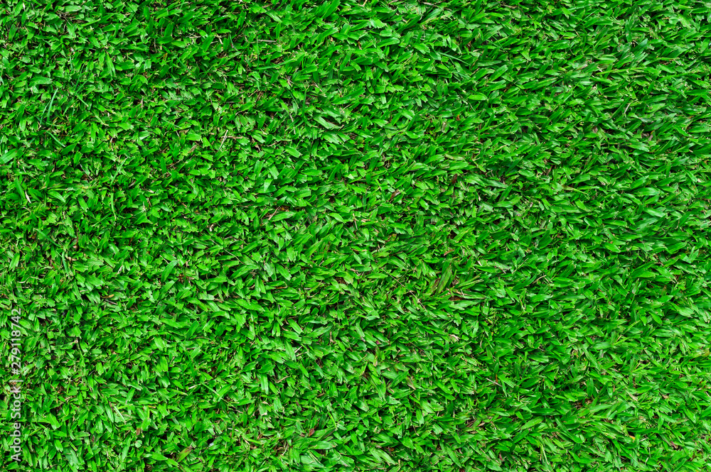 Green grass texture background Green grass texture background