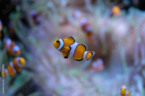 Single clownfish with white anemones on background