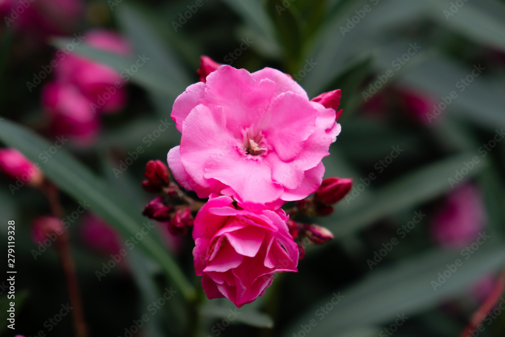 Two pink flowers