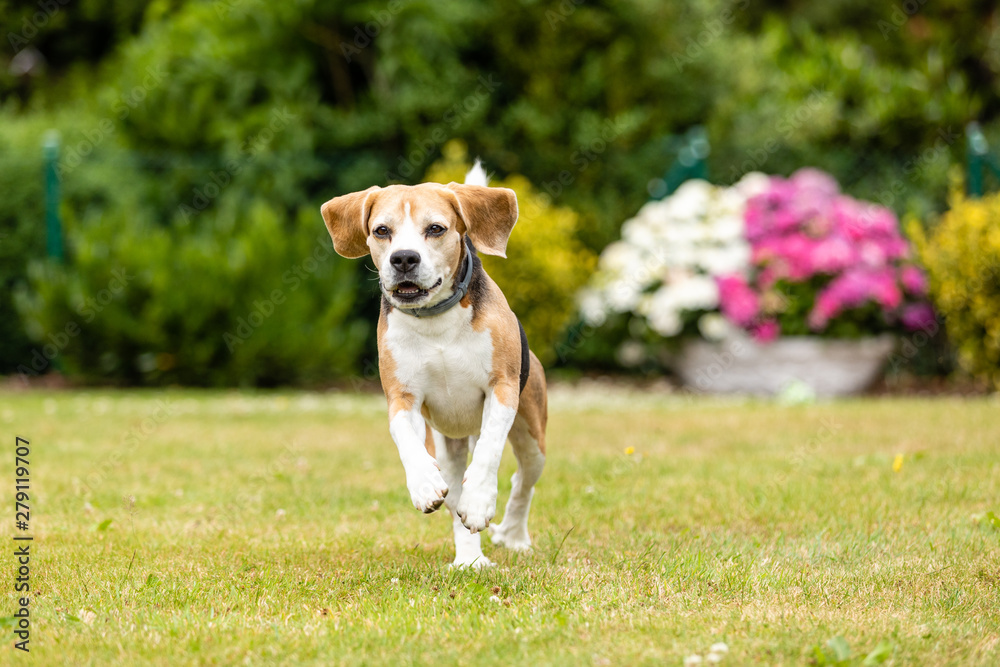 sweet tricolor  beagle dog playing