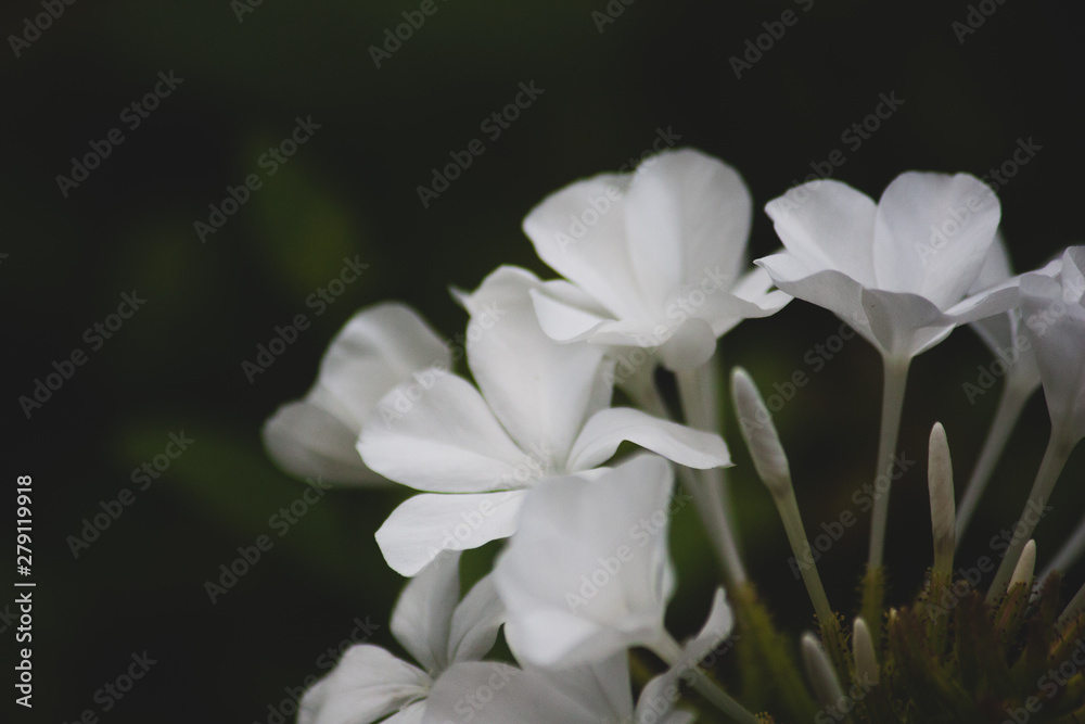 White flowers blurred