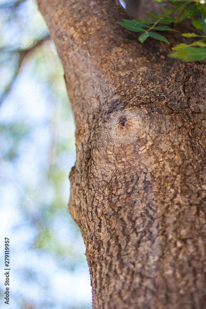 Tree trunk perspective blurred background Tree trunk perspective blurred background