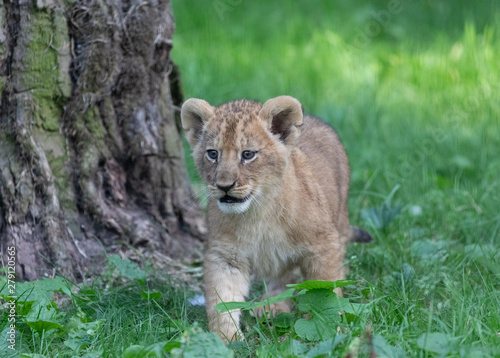 Lion Cub