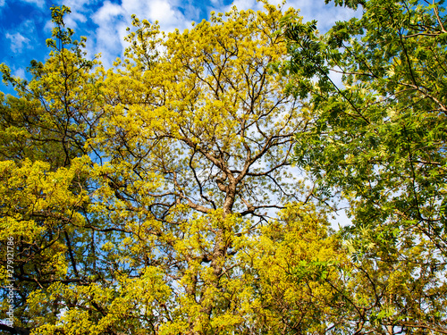 The sky through spring foliage.