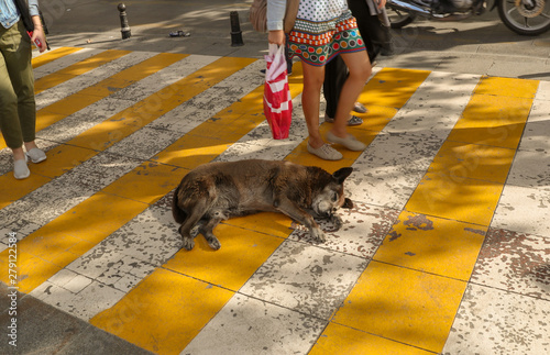 the stray dogs sleeping in the crosswalk, Istanbul, Turkey