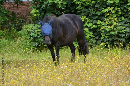 Horse wearing blue protective mask against flies photo