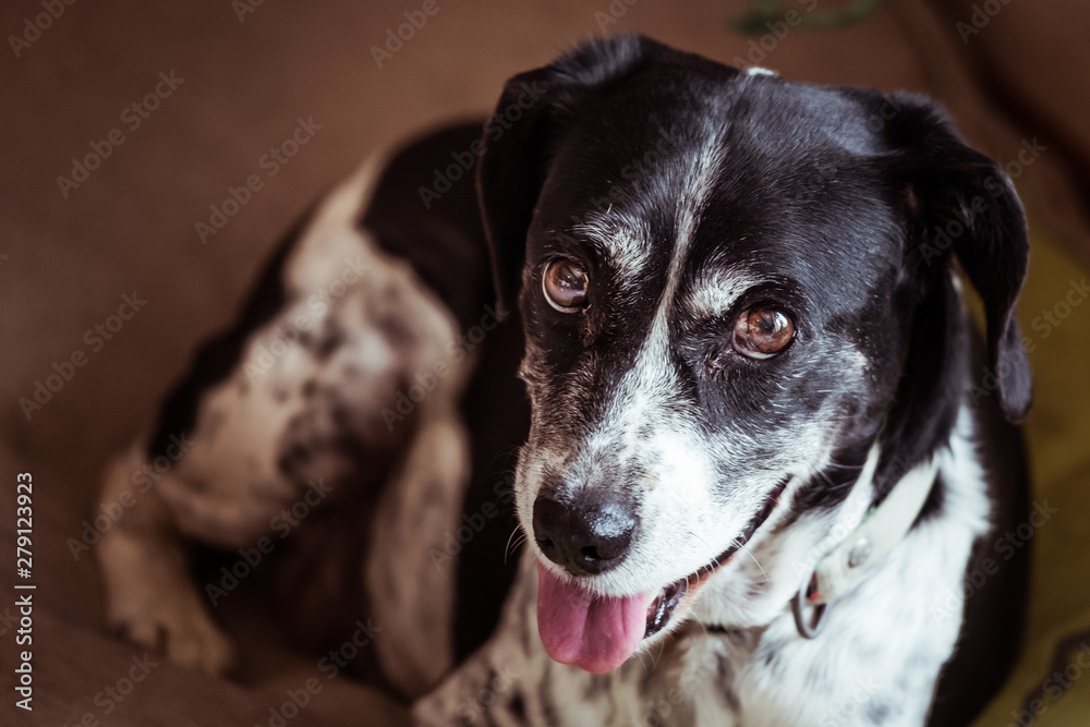 Chien noir et blanc qui tire la langue Chien noir et blanc qui tire la langue