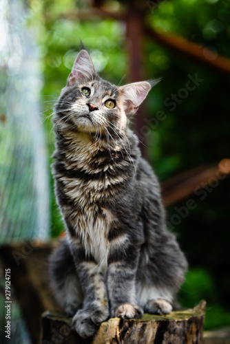 close-up blue tabby cat looking up in garden with soft light background. Gray Maincoon cat in forest daytime lighting.