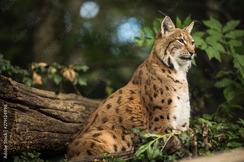 Obraz premium Eurasian Lynx (Lynx lynx)
