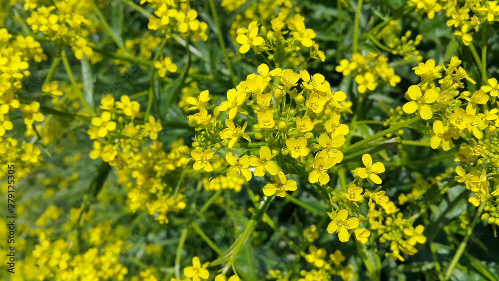 Beautiful wild yellow flowers