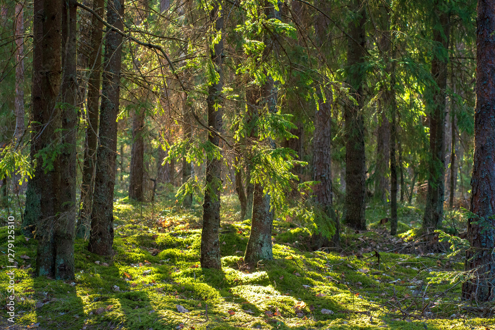 Forest. Woodland. Summer green firs and pine in forest. Russian wild nature Forest. Woodland. Summer green firs and pine in forest. Russian wild nature