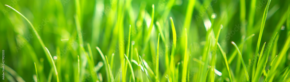 Obraz premium Spring background. Fresh nature green grass