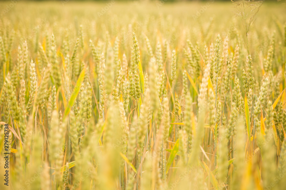 Beautiful wheat field close-up, soon getting ripe. Farm field in summer. Beautiful wheat field close-up, soon getting ripe. Farm field in summer.