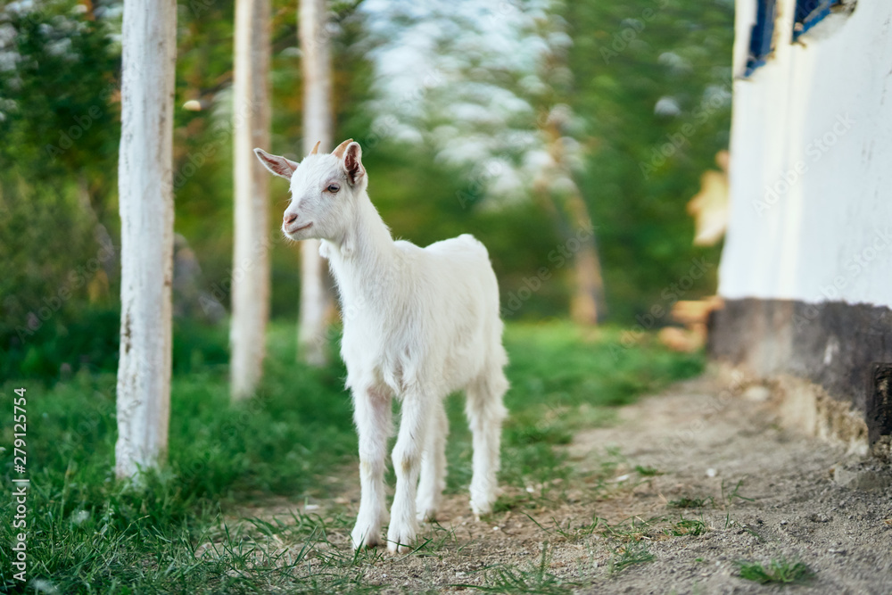 Fototapeta premium white goat on green grass