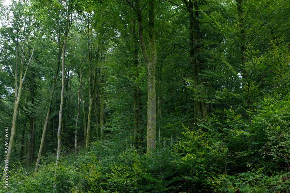 Forest Vosges France Forest Vosges France
