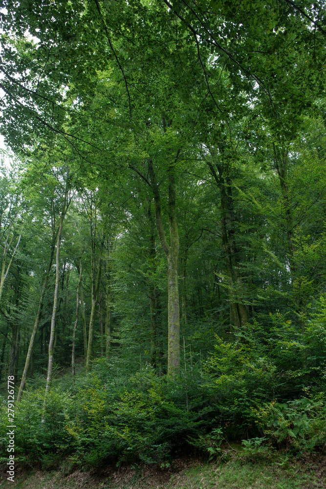 Forest Vosges France