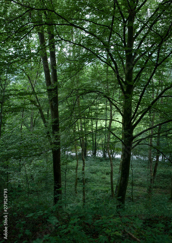 Forest Vosges France