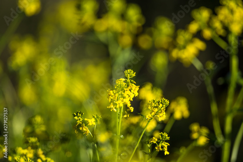 Beautiful wild turnip flowers blossoming in the field. Wild edible plant groving in natural habitat.