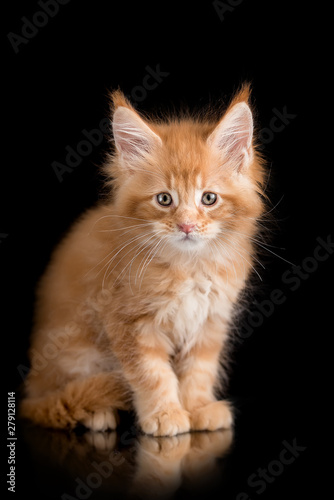red kitten Maine Coon on a black background