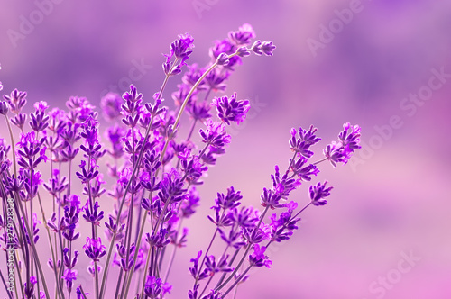 Blooming lavender in the sunlight  pastel colors and blur background. Soft light effect. Place for text.