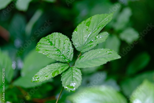 Rain Leaf