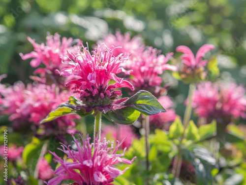 Crimson beebalm (Monarda didyma) Balmy Pink, also a source of antiseptic thymol, blooming in a summer garden
