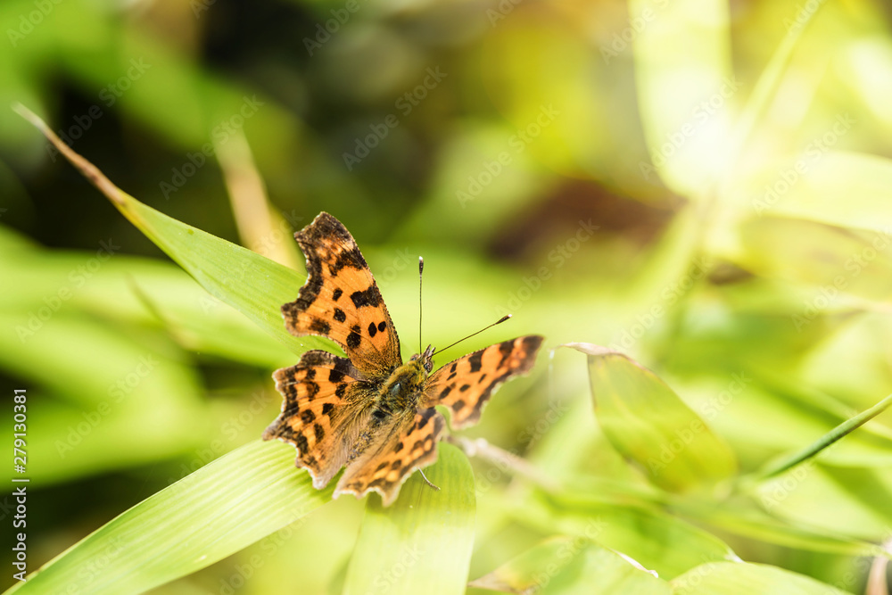 Obraz premium Small Tortoiseshell Butterfly in close up