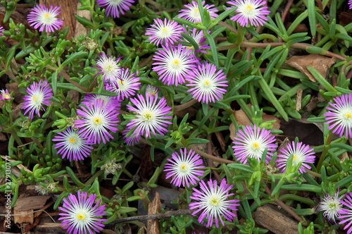 Sydney Australia, purple and white flowers of a Delosperma nubigenum or ice-plant photo