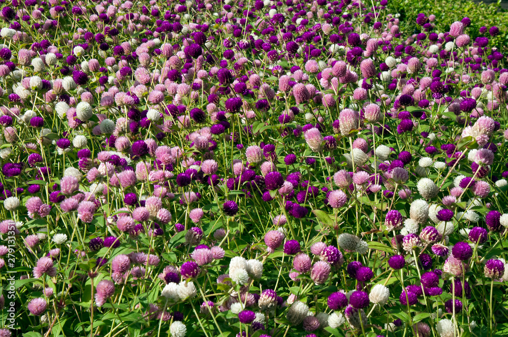 Naklejka premium Sydney Australia, field of globe amaranth flowers native to Brazil, Panama, and Guatemala.