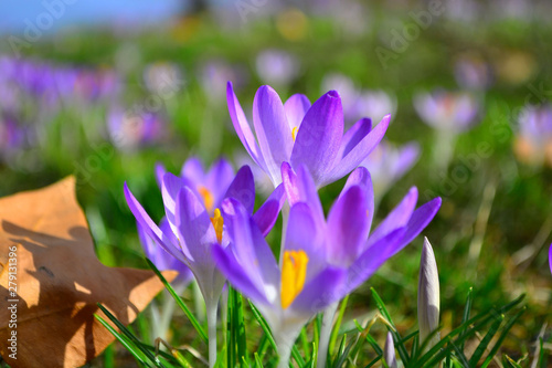 Spring background awakening, flowers of crocuses on meadow in spring