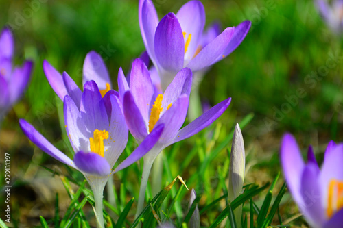 Spring background awakening, flowers of crocuses on meadow in spring