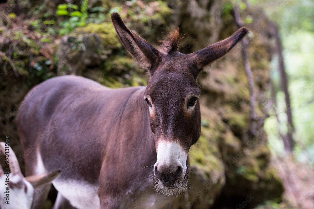 Donkey in the woods