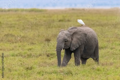 Western cattle egret on the back on an baby elephant in Africa  funny animals in the savannah