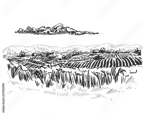 Detailed hand drawn ink black and white illustration of field, tree. sketch. Vector eps 8