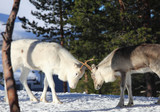 Reindeer in Lapland in Finland
