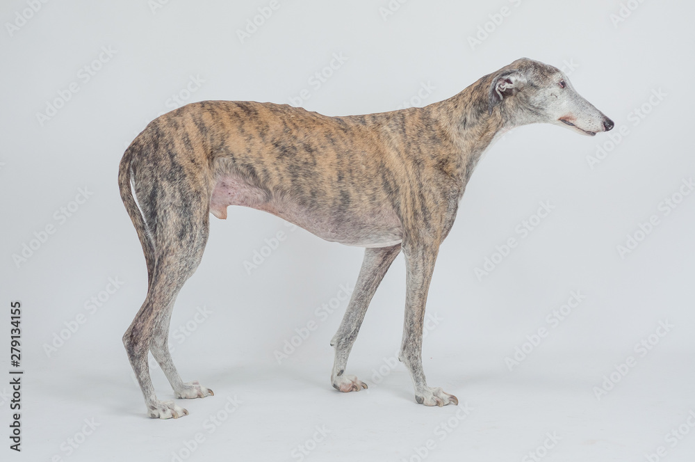 perro grande, animal raza galgo Stock Photo | Adobe Stock