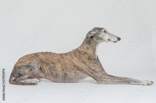 perro grande, animal raza galgo photo