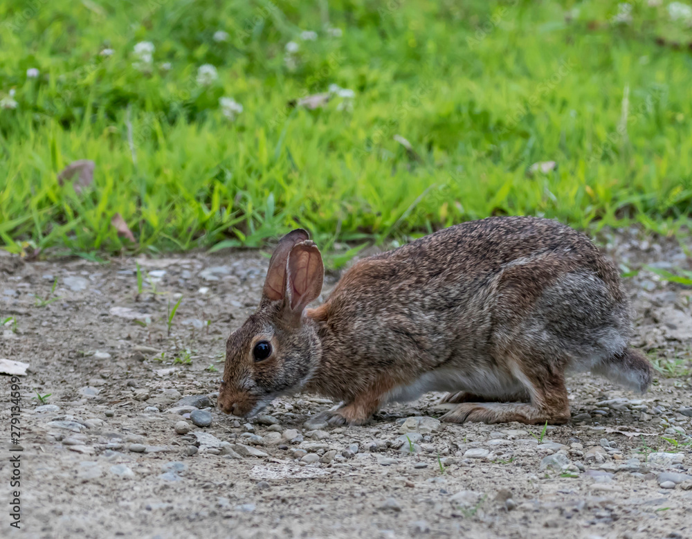 wild rabbit wild rabbit