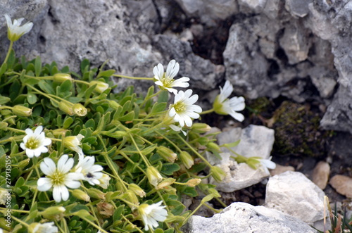 white flowers growing among the rocks