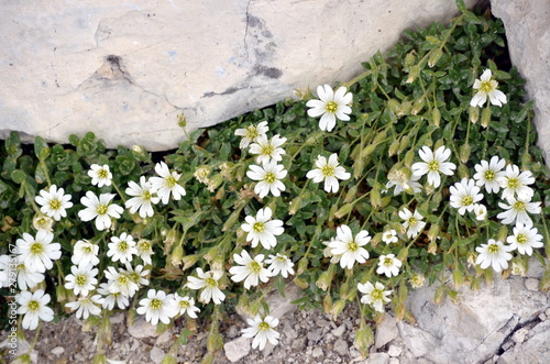 white flowers growing among the rocks