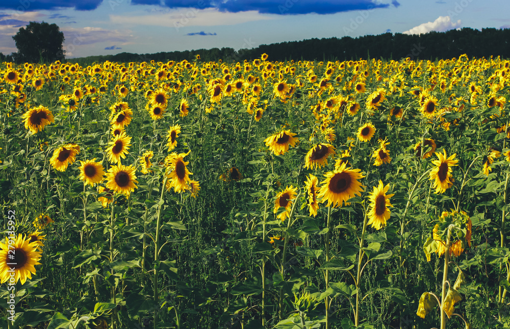 Obraz premium Sunflowers field under sunset cloudy sky. Farming concept. Agriculture, oil, harvest season, organic food, august