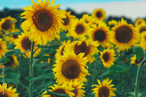 Sunflowers field. Farming concept. Agriculture, oil, harvest season, row, organic food, august, close up