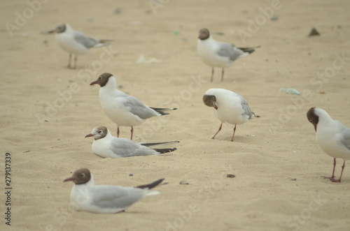 Sea gulls on the sandy shore