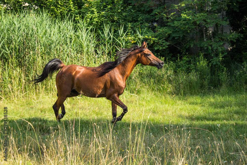 Brown horses trot free in a meadow Brown horses trot free in a meadow