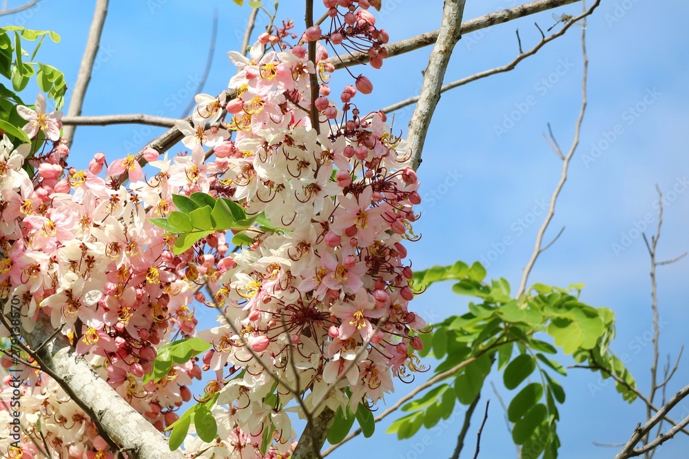 Rainbow Shower Tree, tropical tree, with blue sky and green