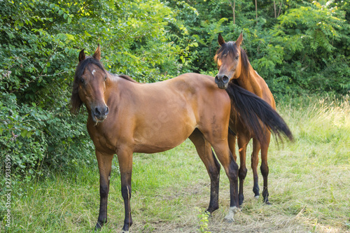 Brown horses trot free in a meadow © yegor87