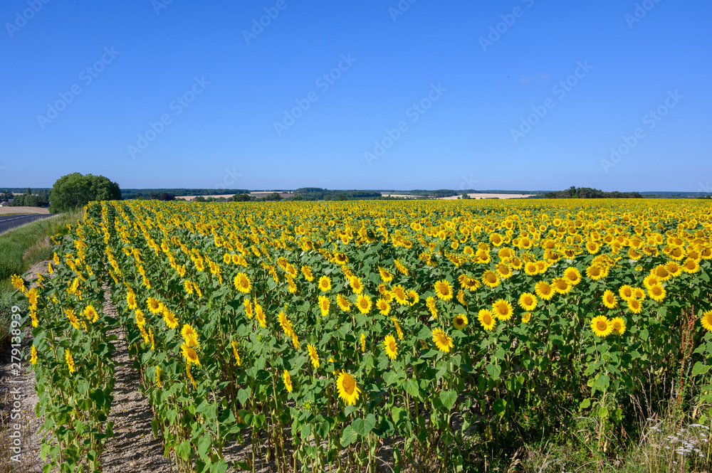 Champ de tournesols en fleur Champ de tournesols en fleur