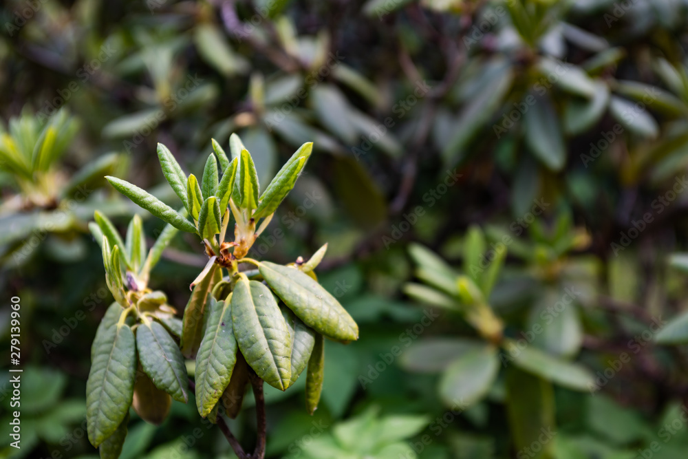 Green rhododendron flowers is close Green rhododendron flowers is close