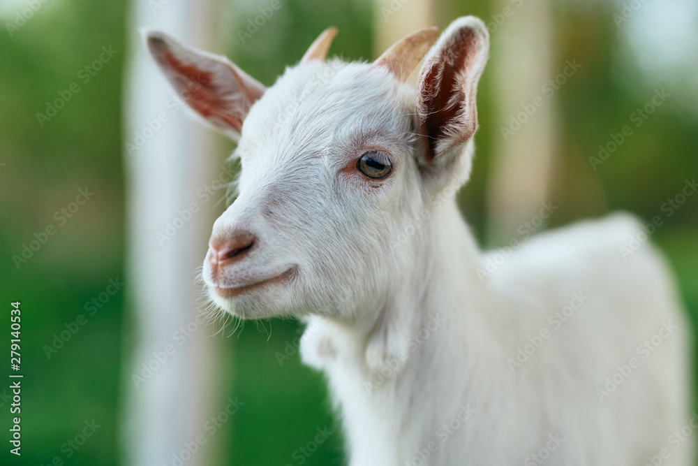 portrait of a goat