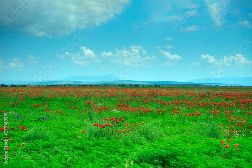 Natural landscape with poppy field. Crimea